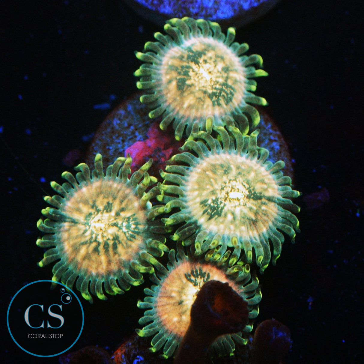 HAWAIIAN DING DANG ZOA