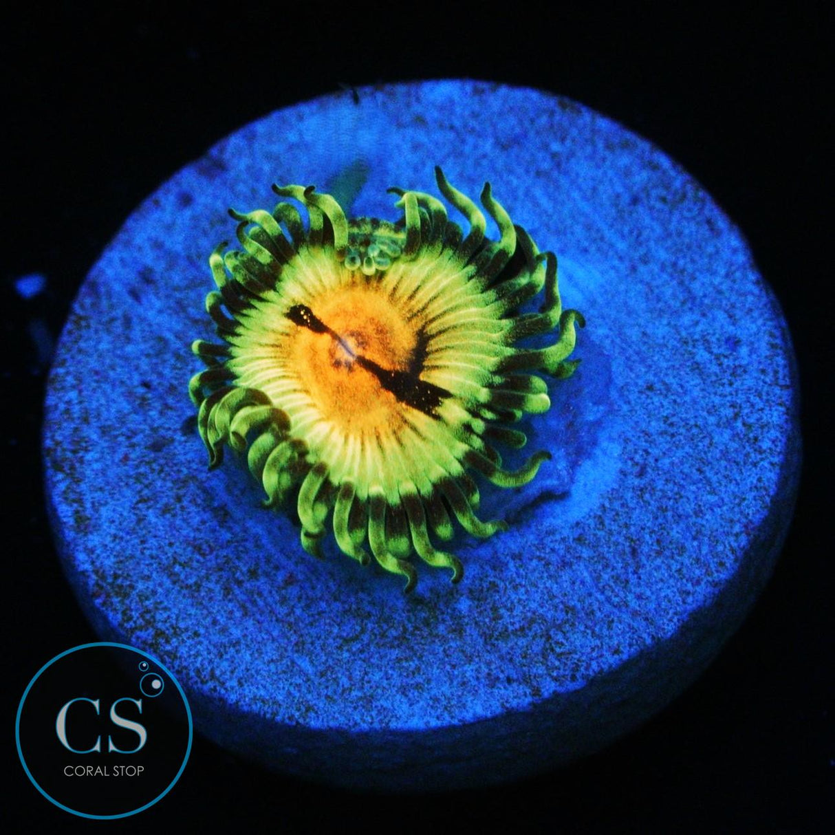 IRIDIUM FLARE ZOA