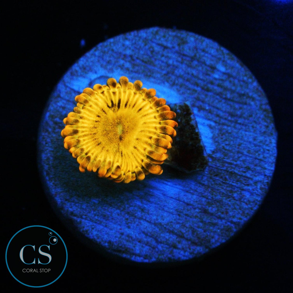 SIMPSONS DONUT ZOA