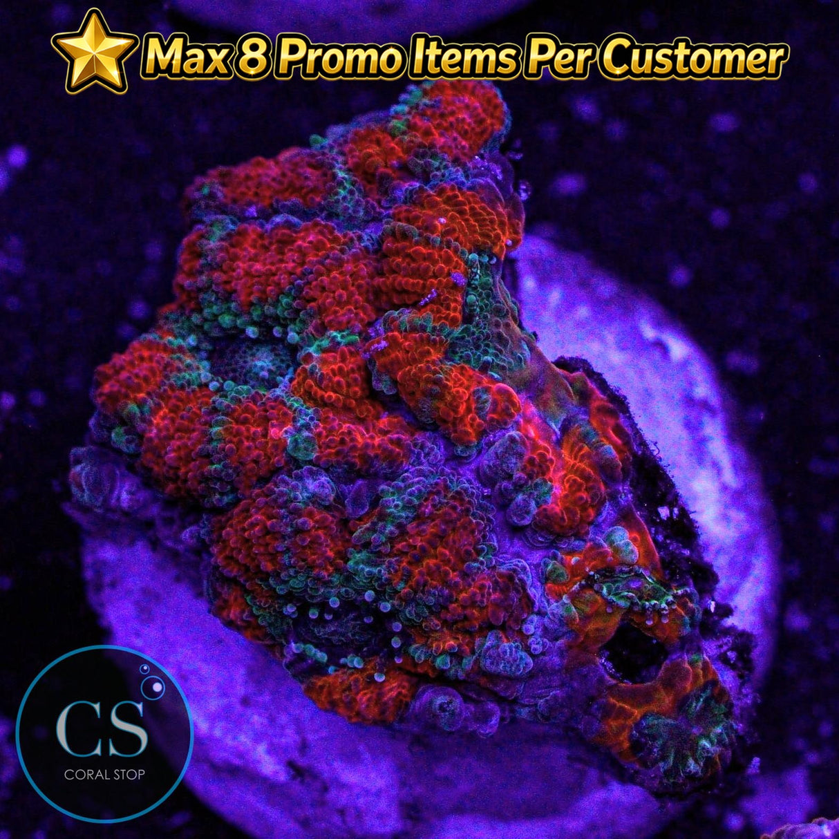 Demon Dungeon Asian Acan