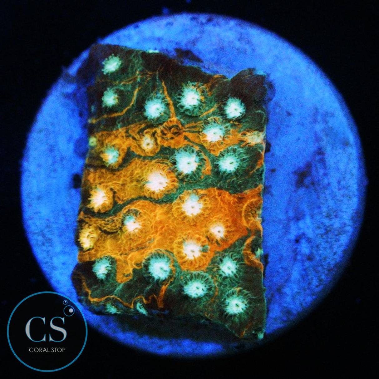 JF FENDER BENDER CYPHASTREA