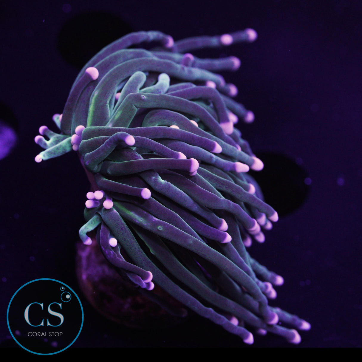 Fairy Godmother Torch