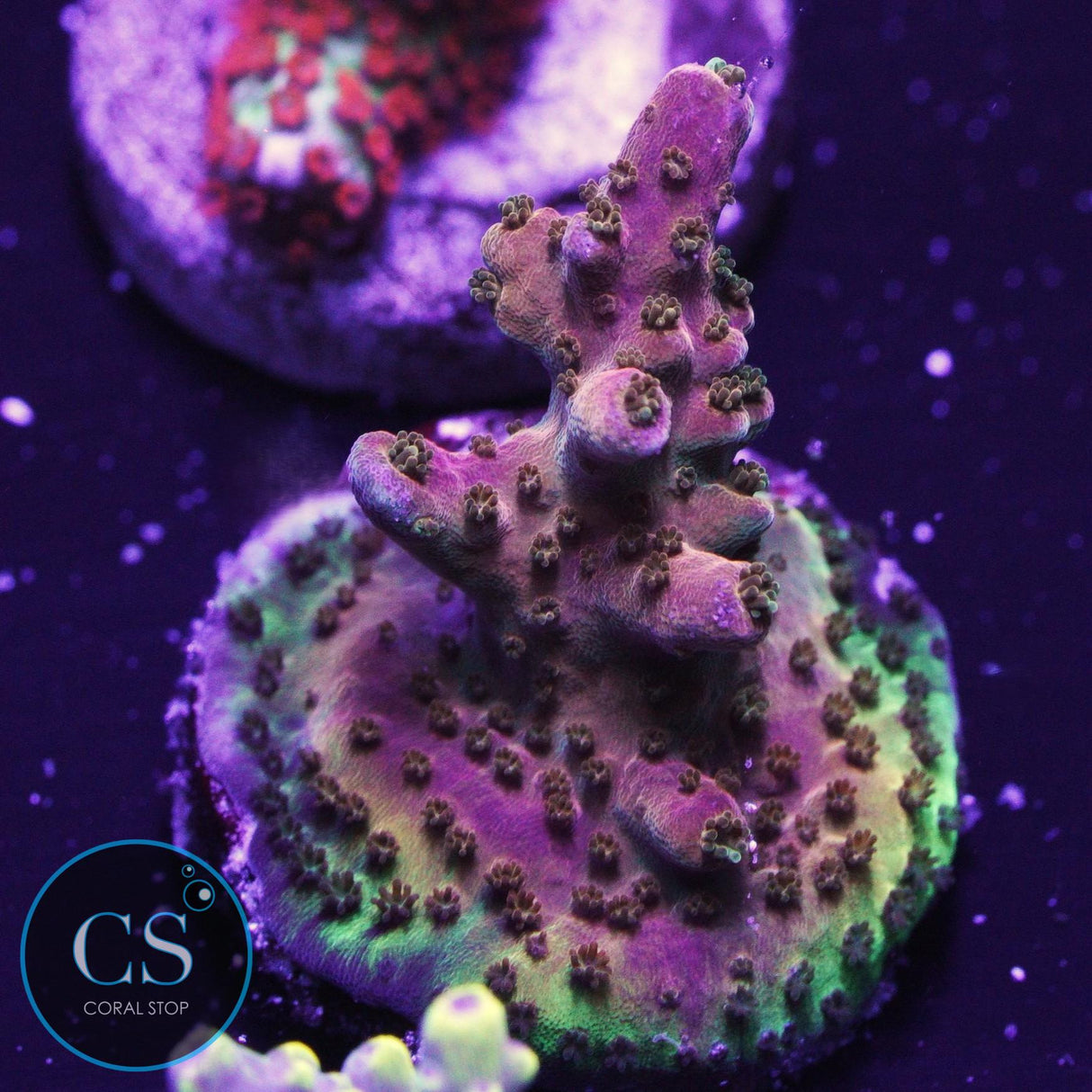 CS Rainbow Ray Acropora