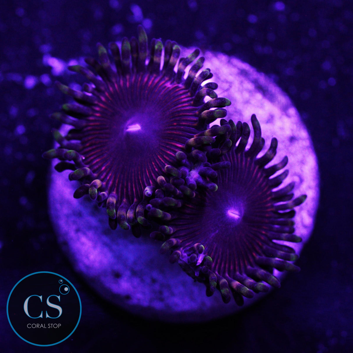 CS New Release Athena Zoa