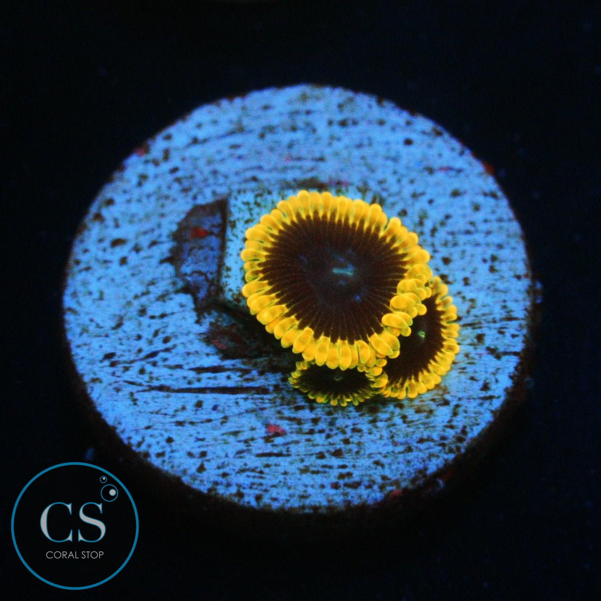 TSA WARPDRIVE ZOA
