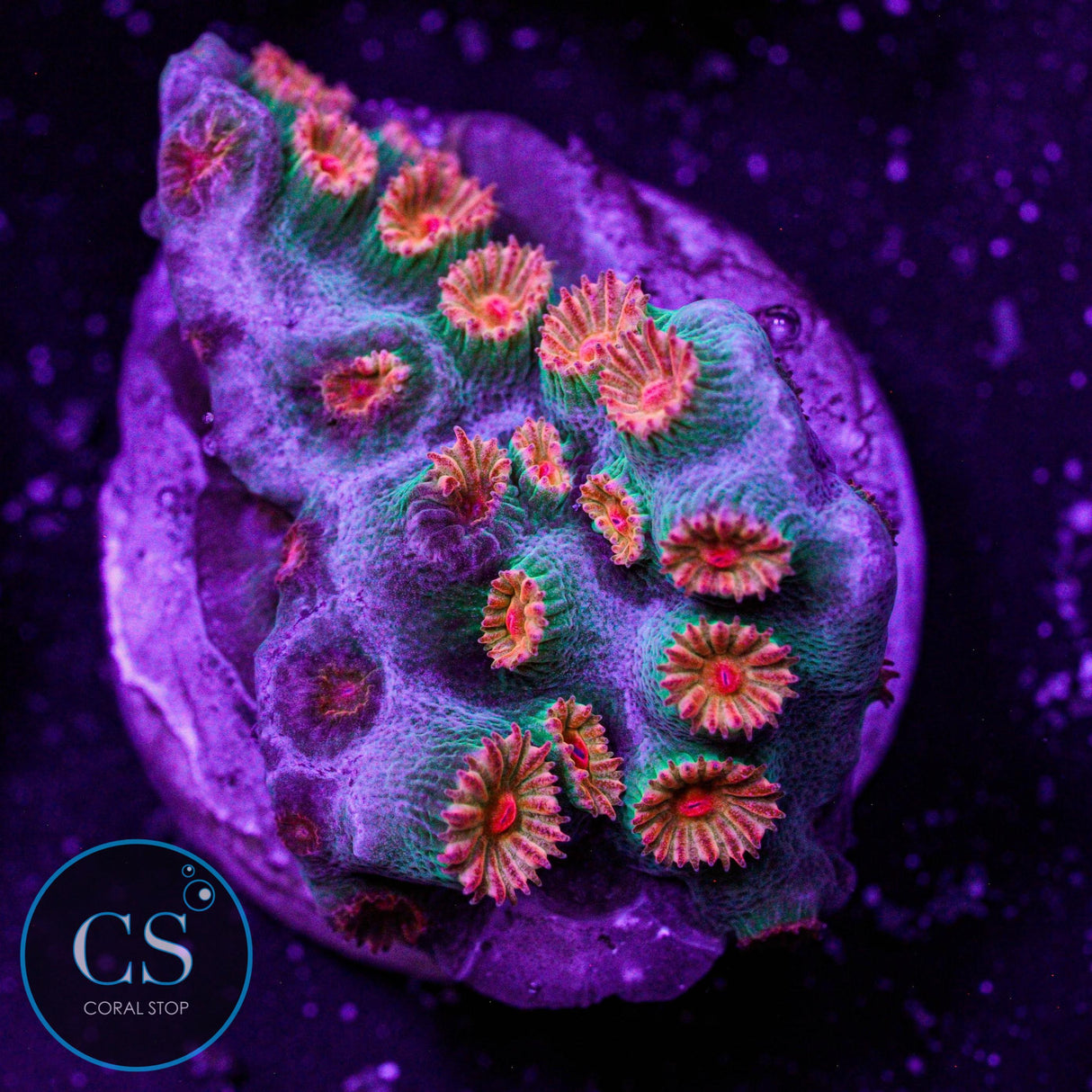 Meteor Shower Cyphastrea