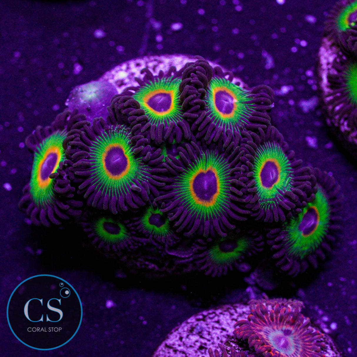 WWC Bob Marley Zoa