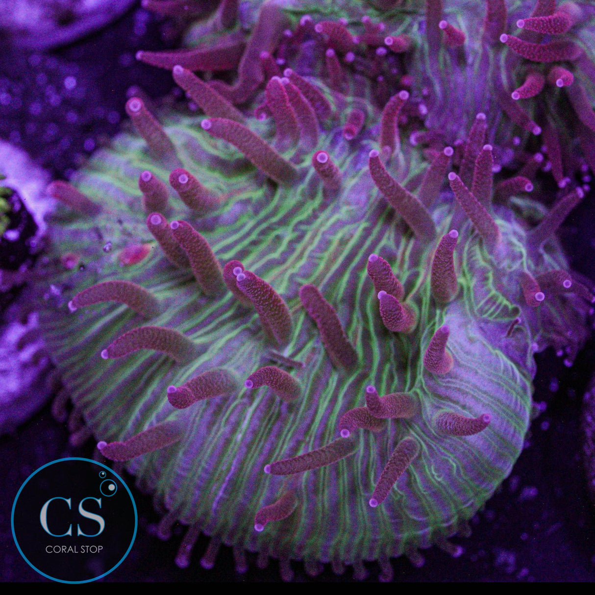 Flame Tip Diaseris Plate