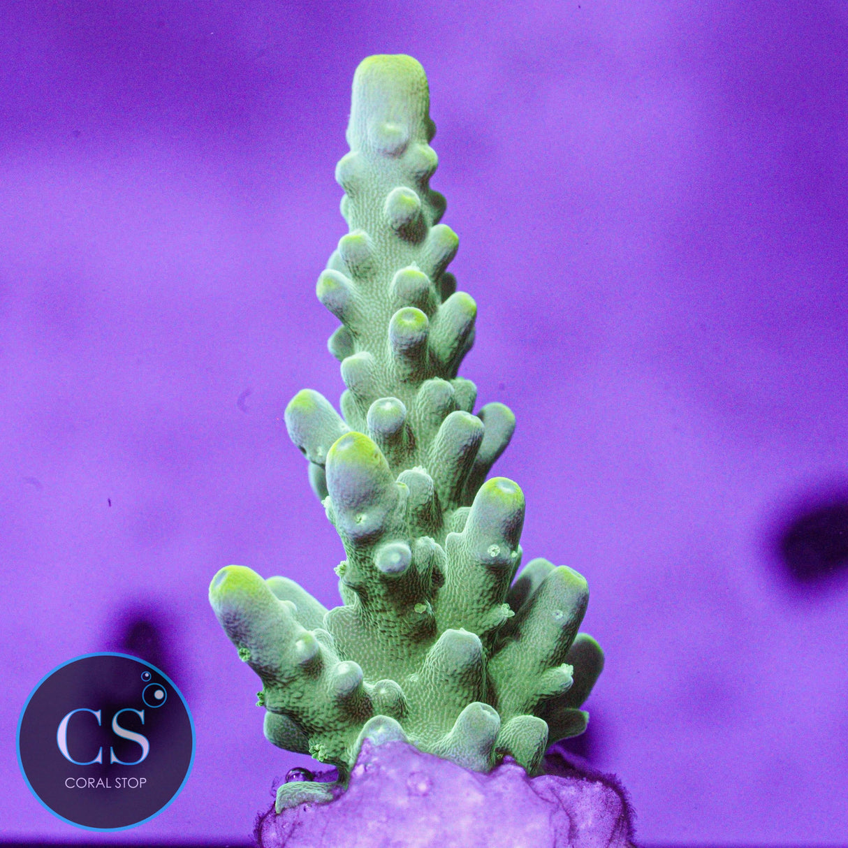 JF Eternal Flame Acro