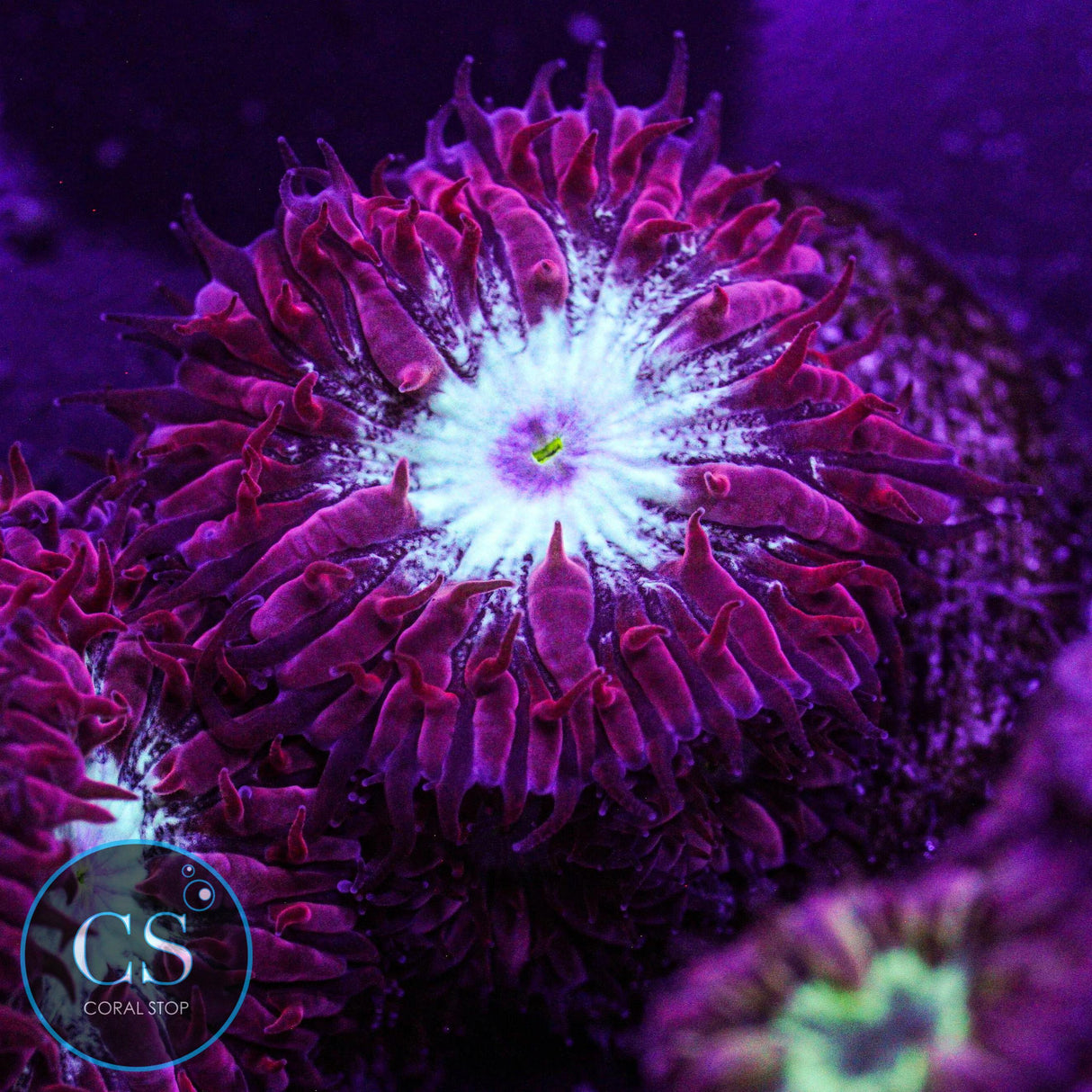 CC Fire & Ice Blastomussa Merletti