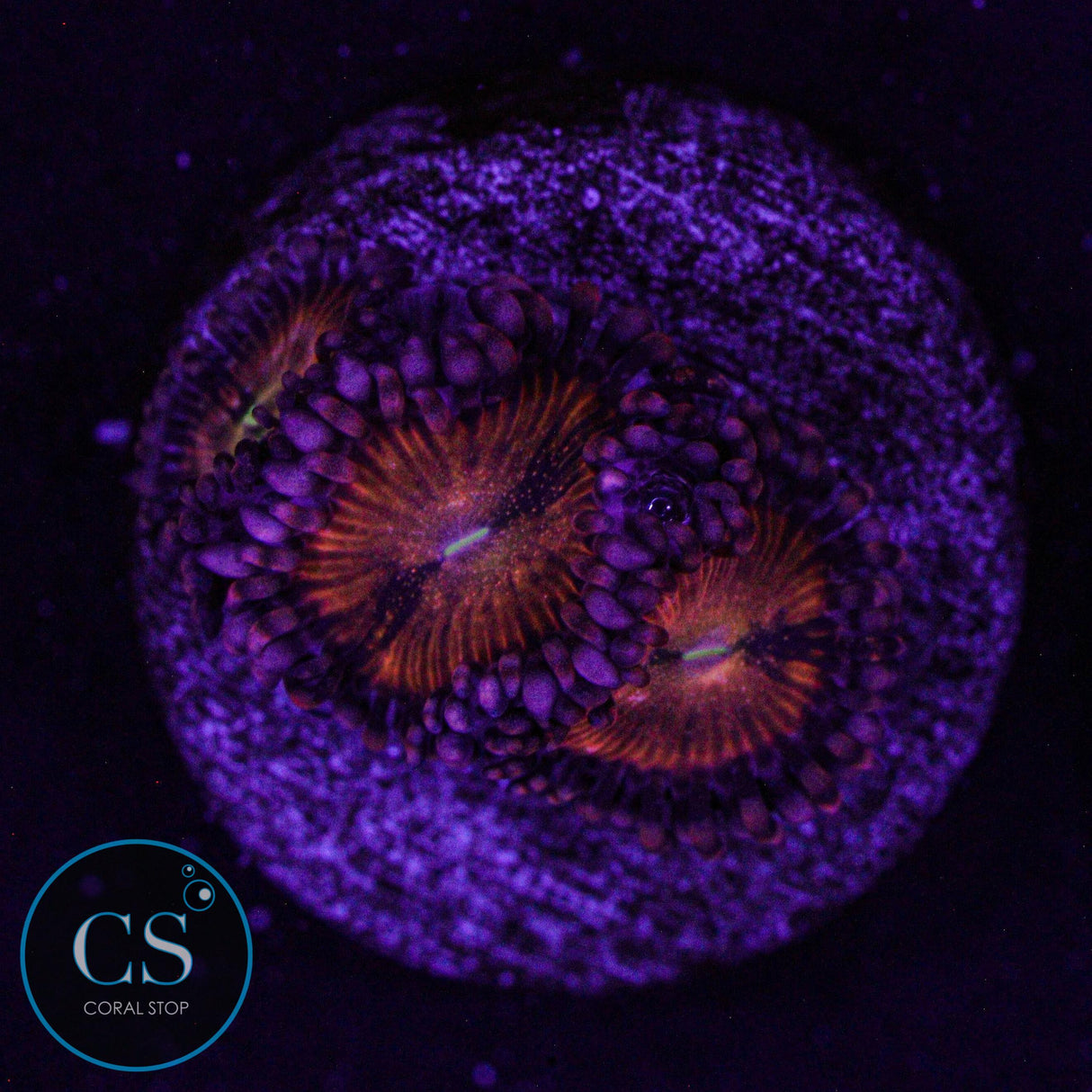 Rainbow Sakura Zoa