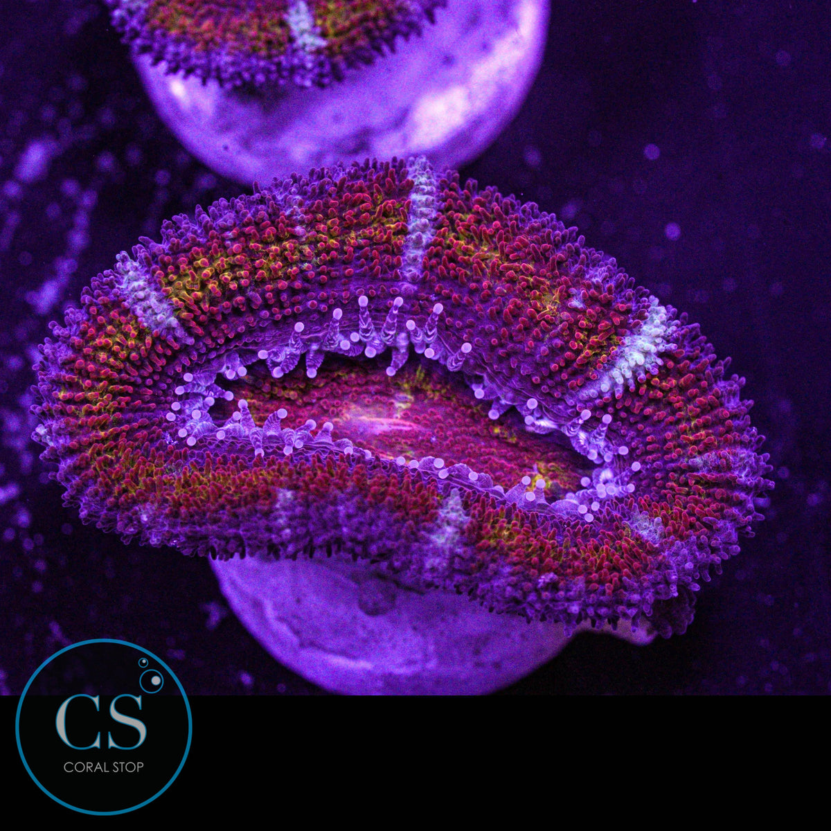 CS Mickey D Acan