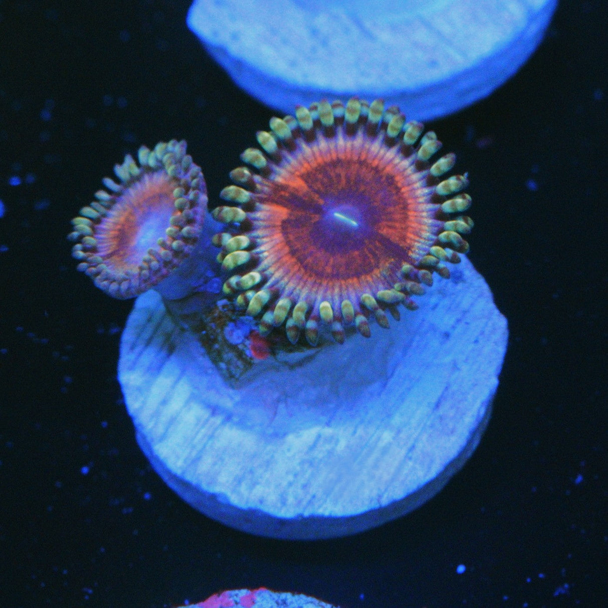 PINK LADY ZOA