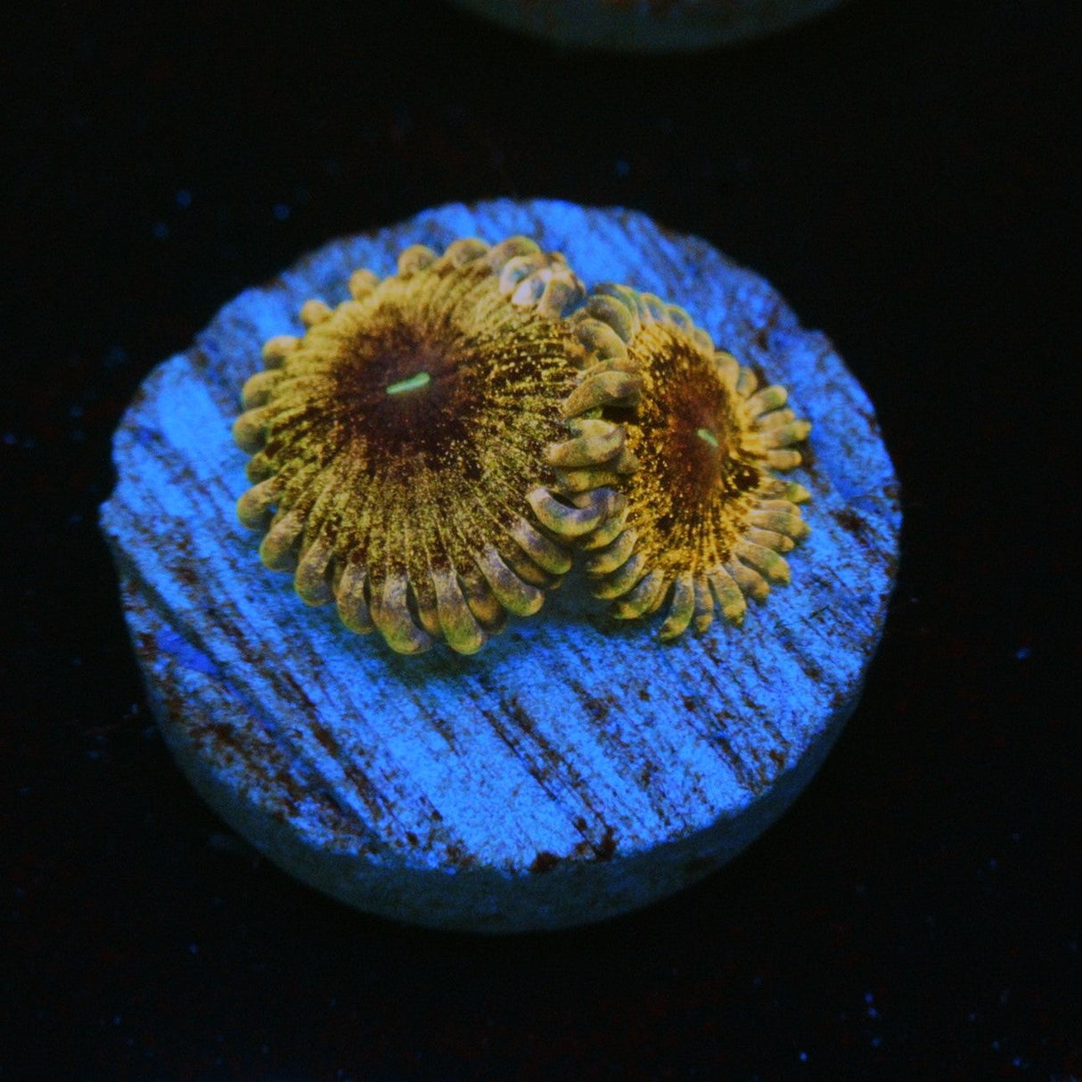 SOLAR CIRCUS ZOA