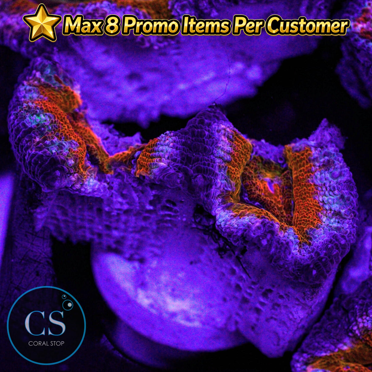 Screwdriver Acan