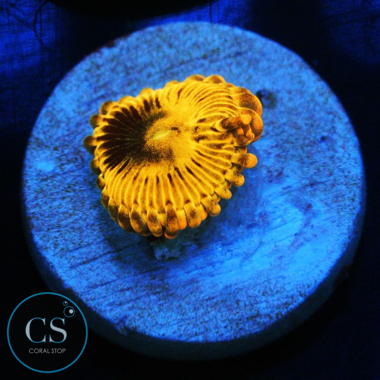 SIMPSONS DONUT ZOA
