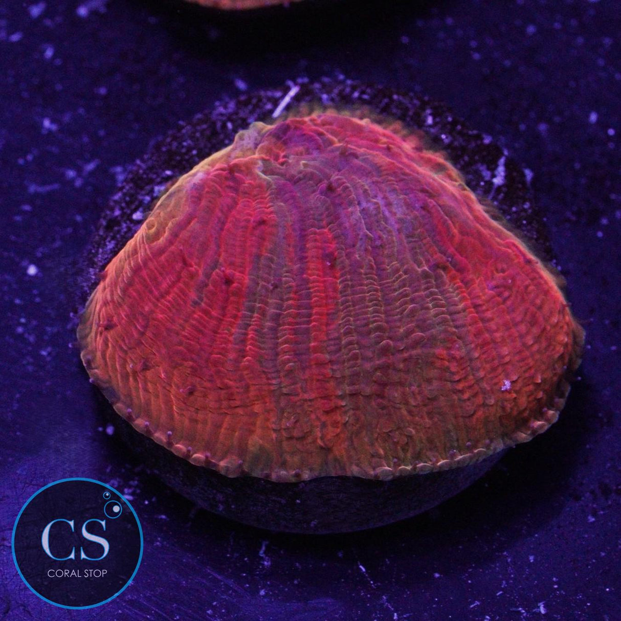 WWC DIABLO RAINBOW DIASERIS