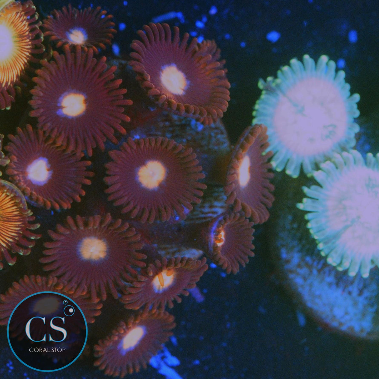 JPS MYSTIQUE ZOA