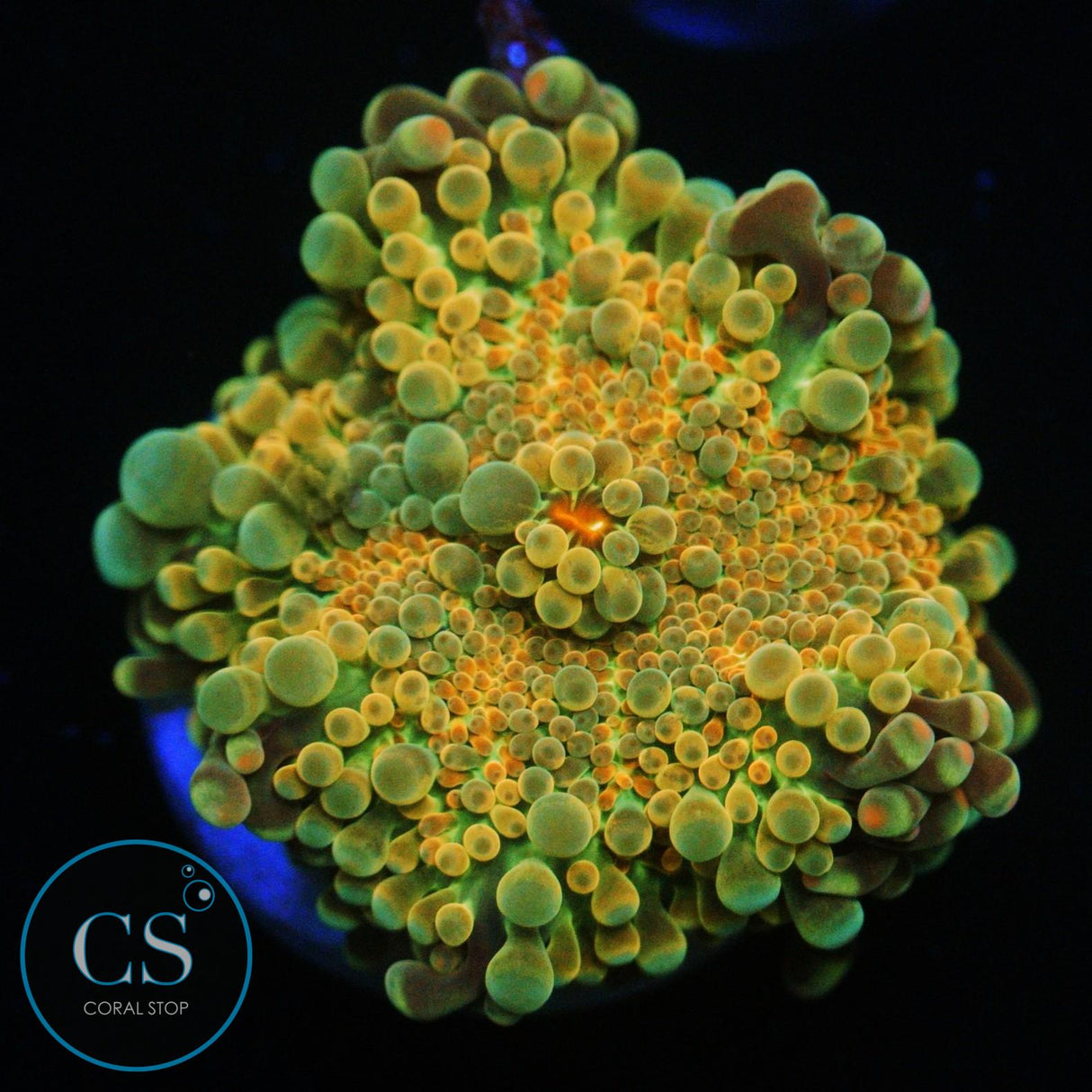 RAINBOW MALAYSIAN YUMA MUSHROOM