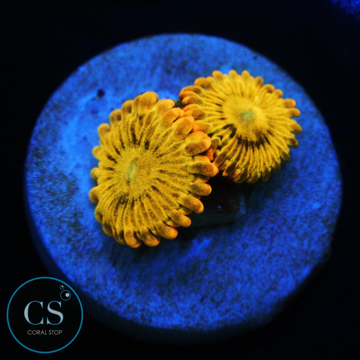SIMPSONS DONUT ZOA