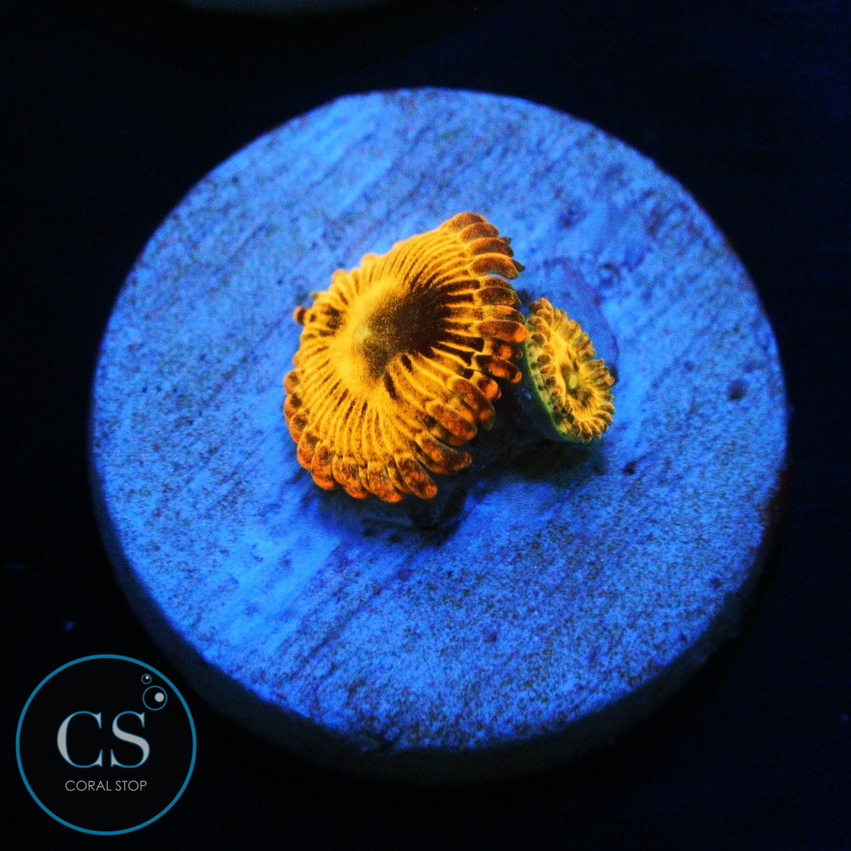 SIMPSONS DONUT ZOA