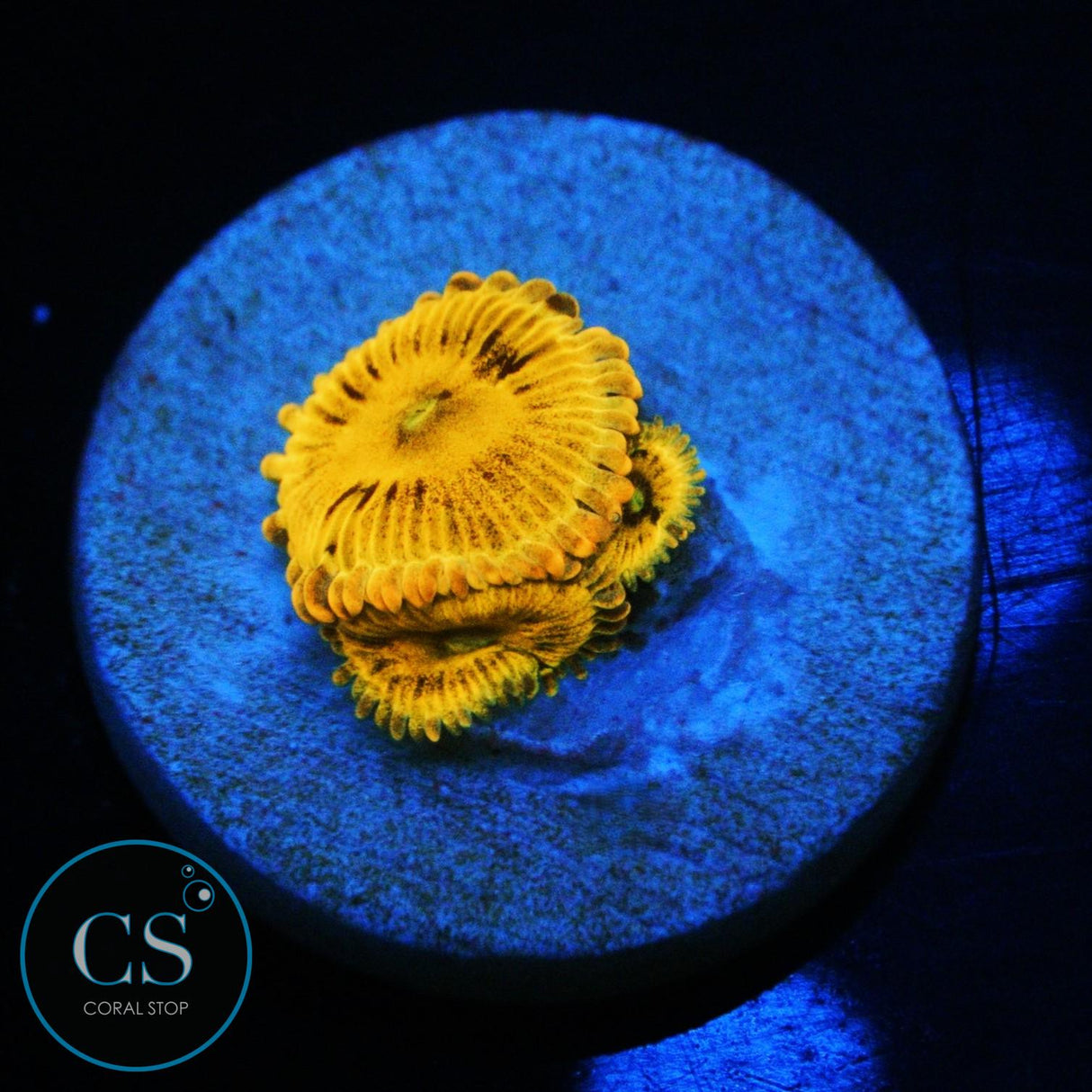 SIMPSONS DONUT ZOA