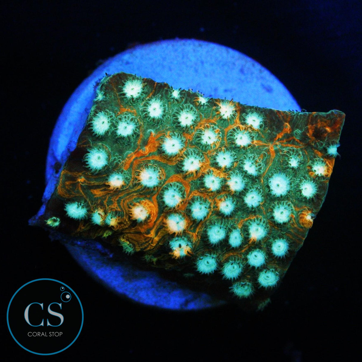 JF FENDER BENDER CYPHASTREA