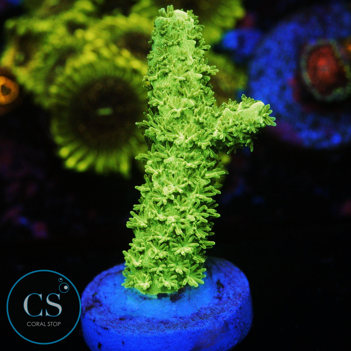 GREEN SLIMER ACRO