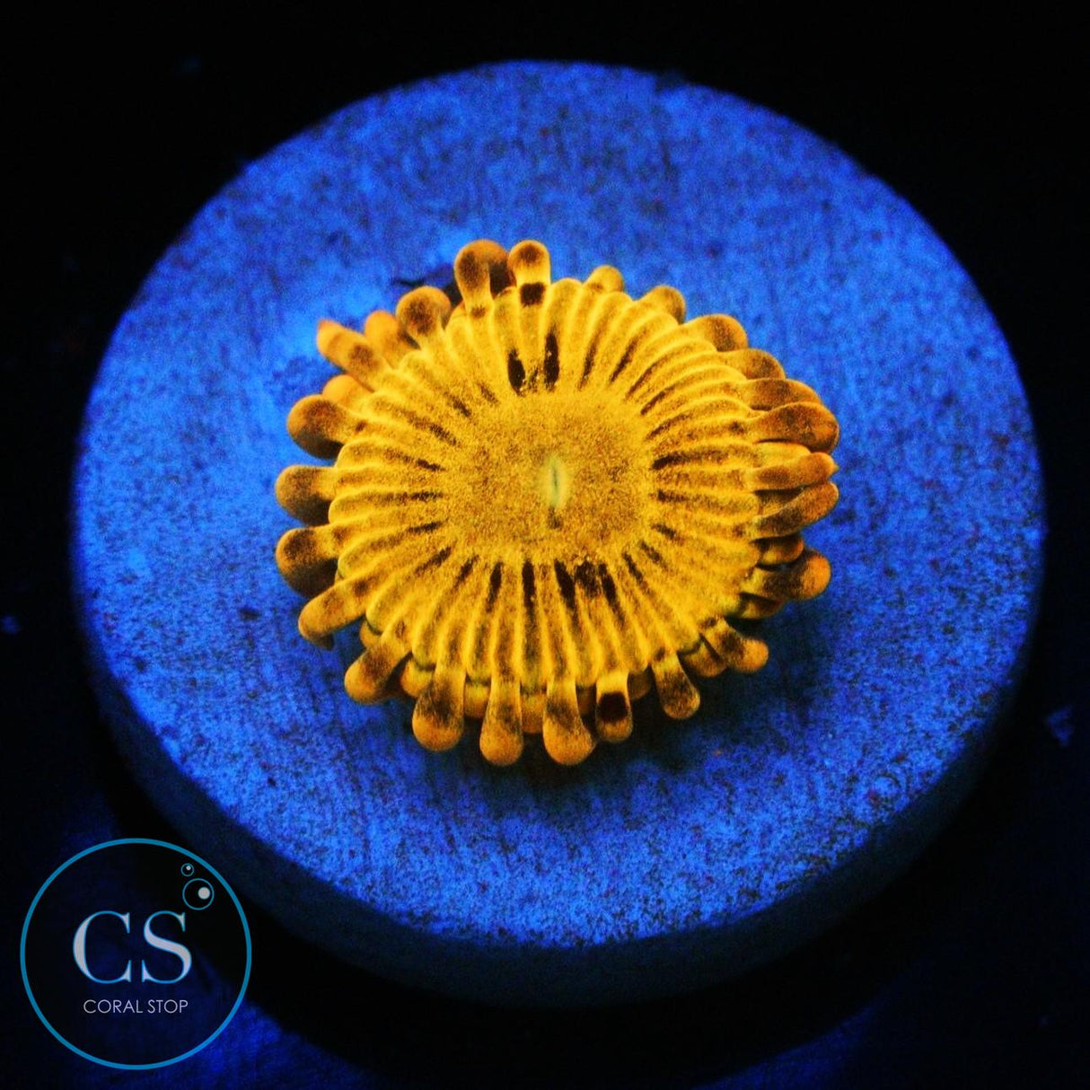 SIMPSONS DONUT ZOA