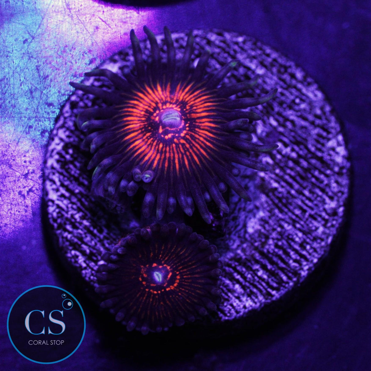 Night Crawler Zoa