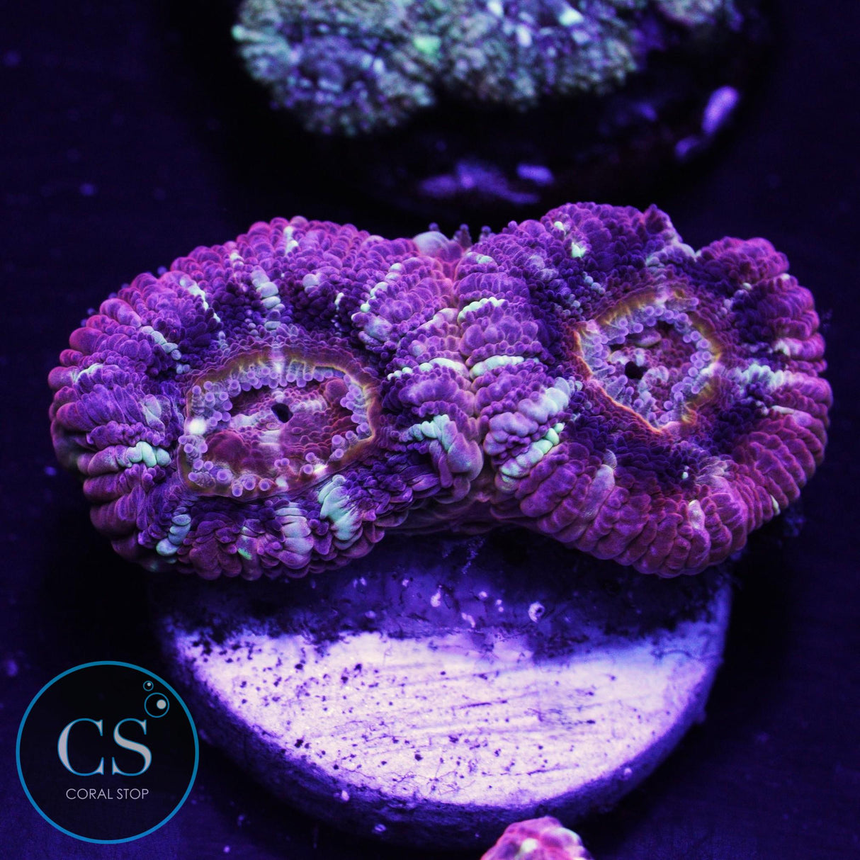 Mysterio Asian Acan
