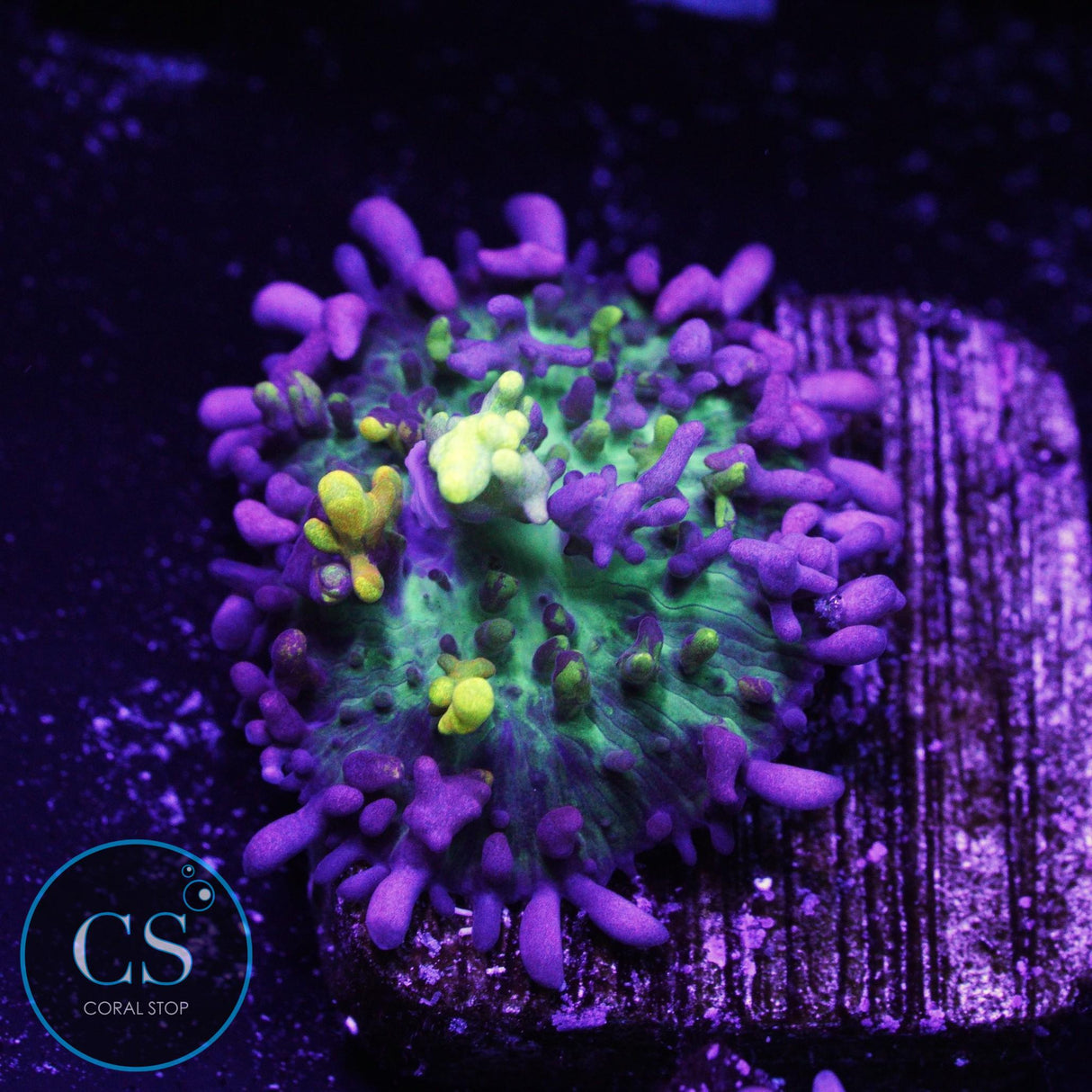 CC Magic Carpet Bounce Mushroom