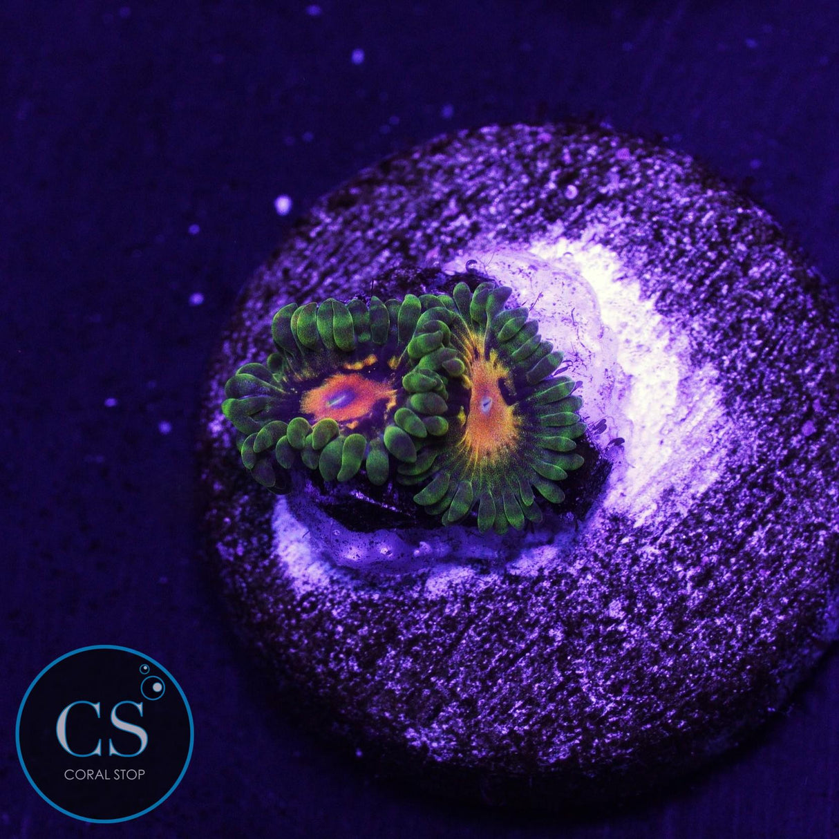 SBB Marvin The Martian Zoa