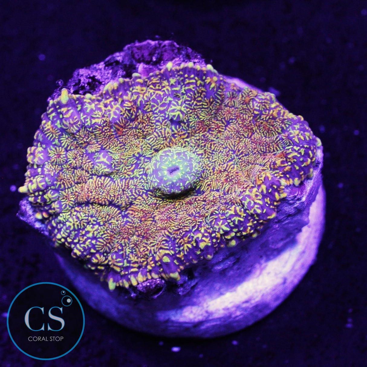 Flame Field Mushroom