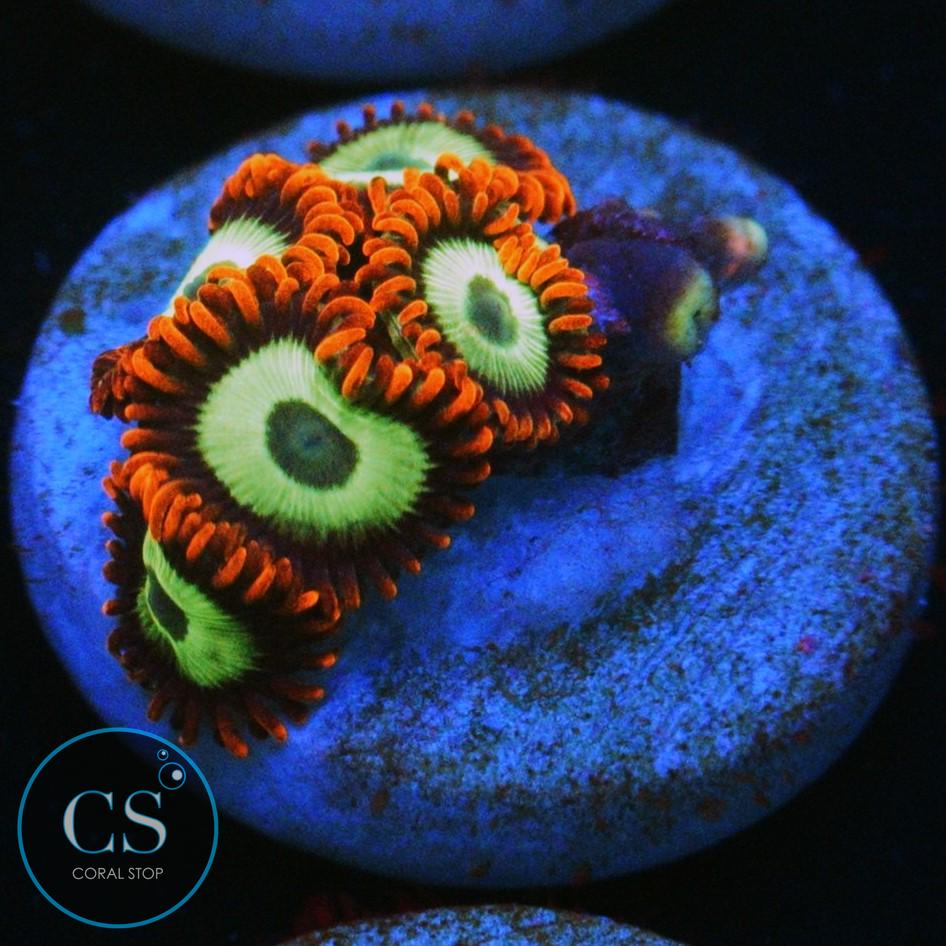 EMERALD ON FIRE ZOA