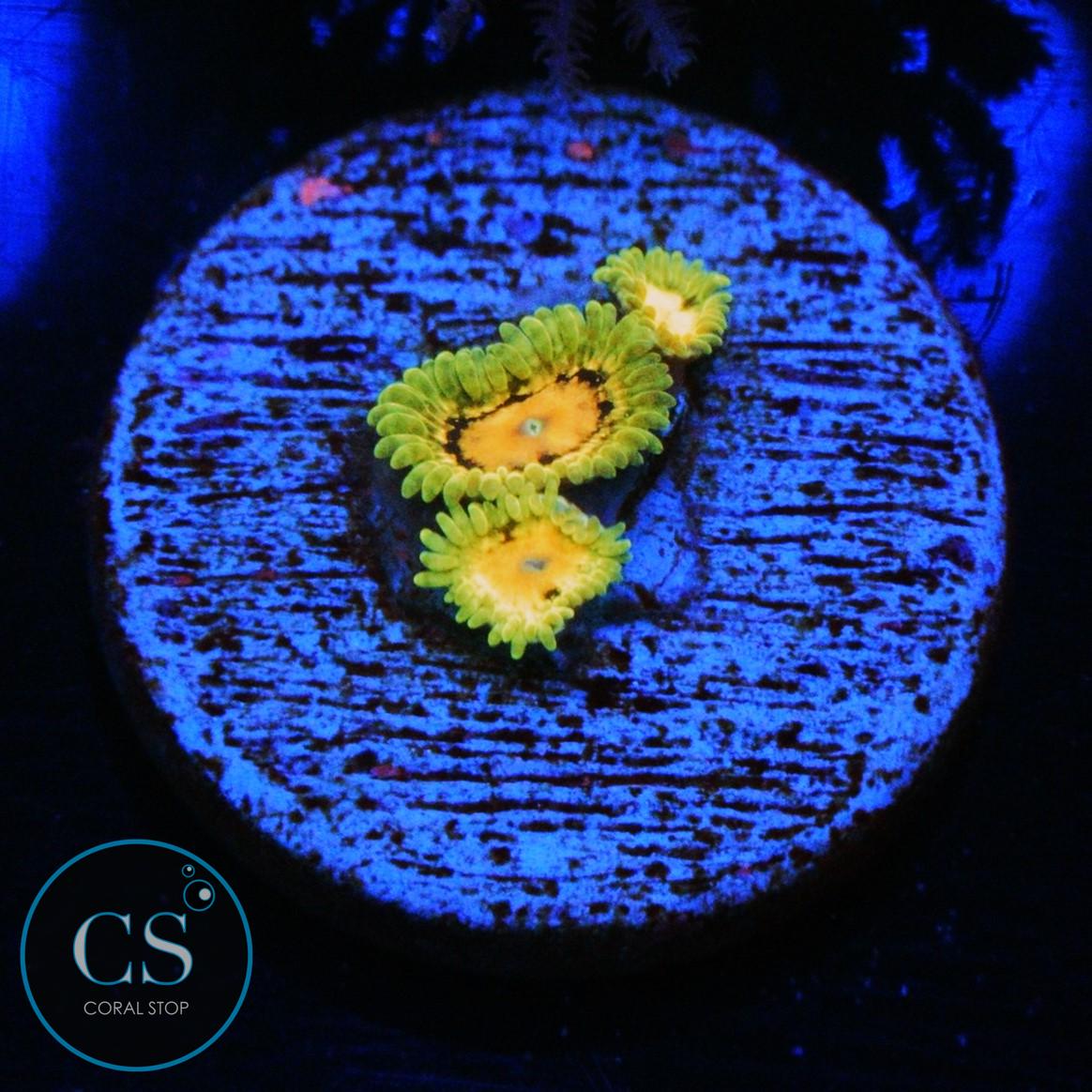 SBB MARVIN THE MARTIAN ZOA