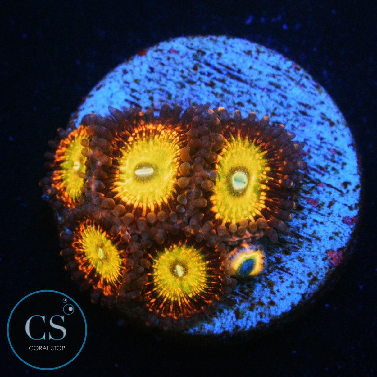 CB KRAK GOD ZOA