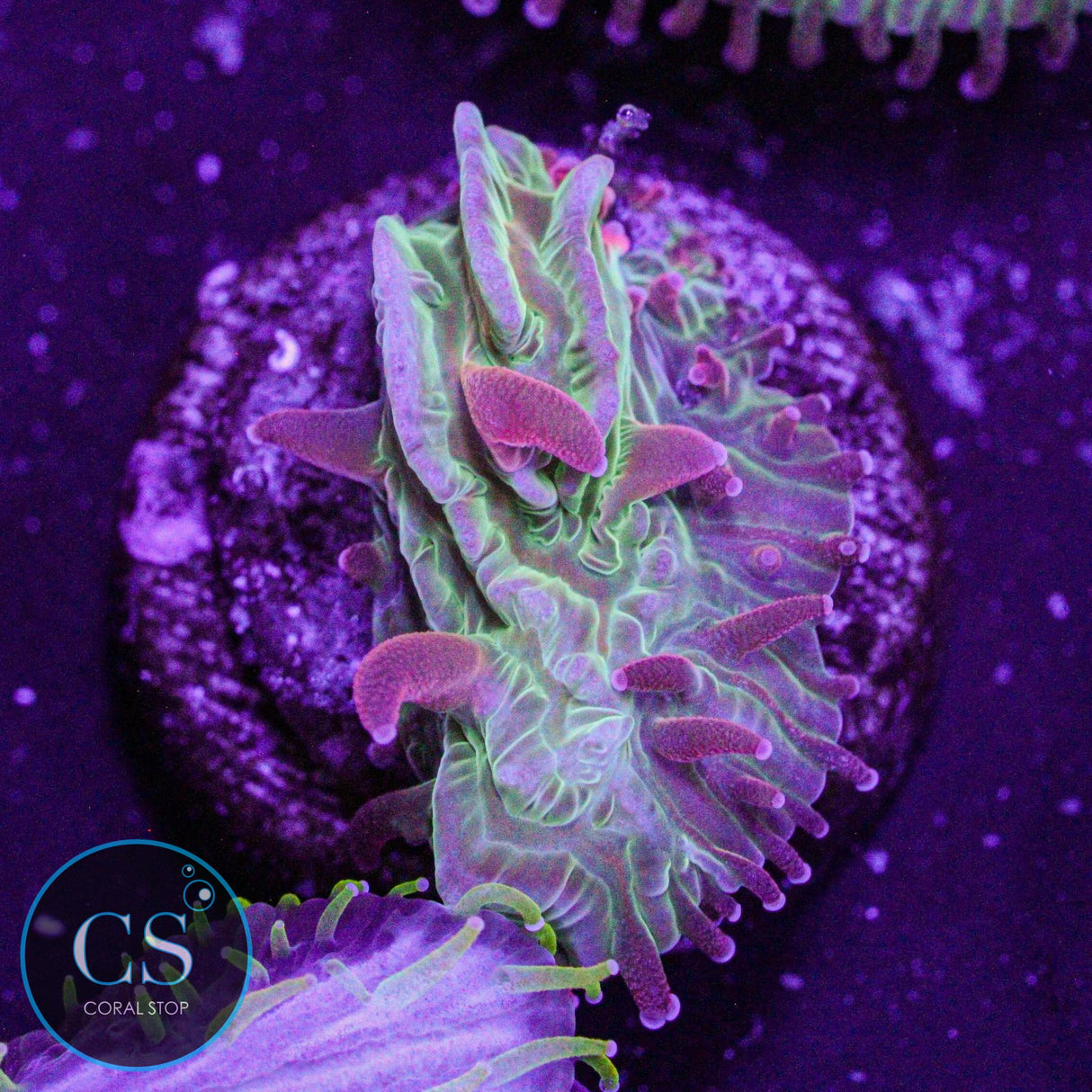 Flame Tip Diaseris Plate