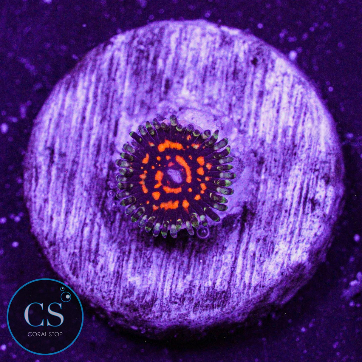 Ultimate Space Monster Zoa