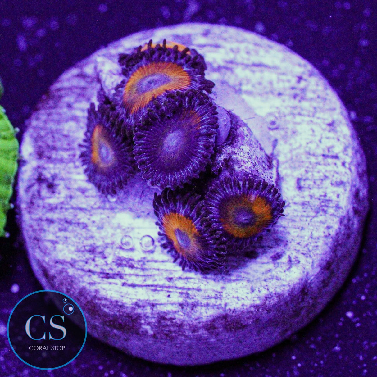 Firecracker Zoa