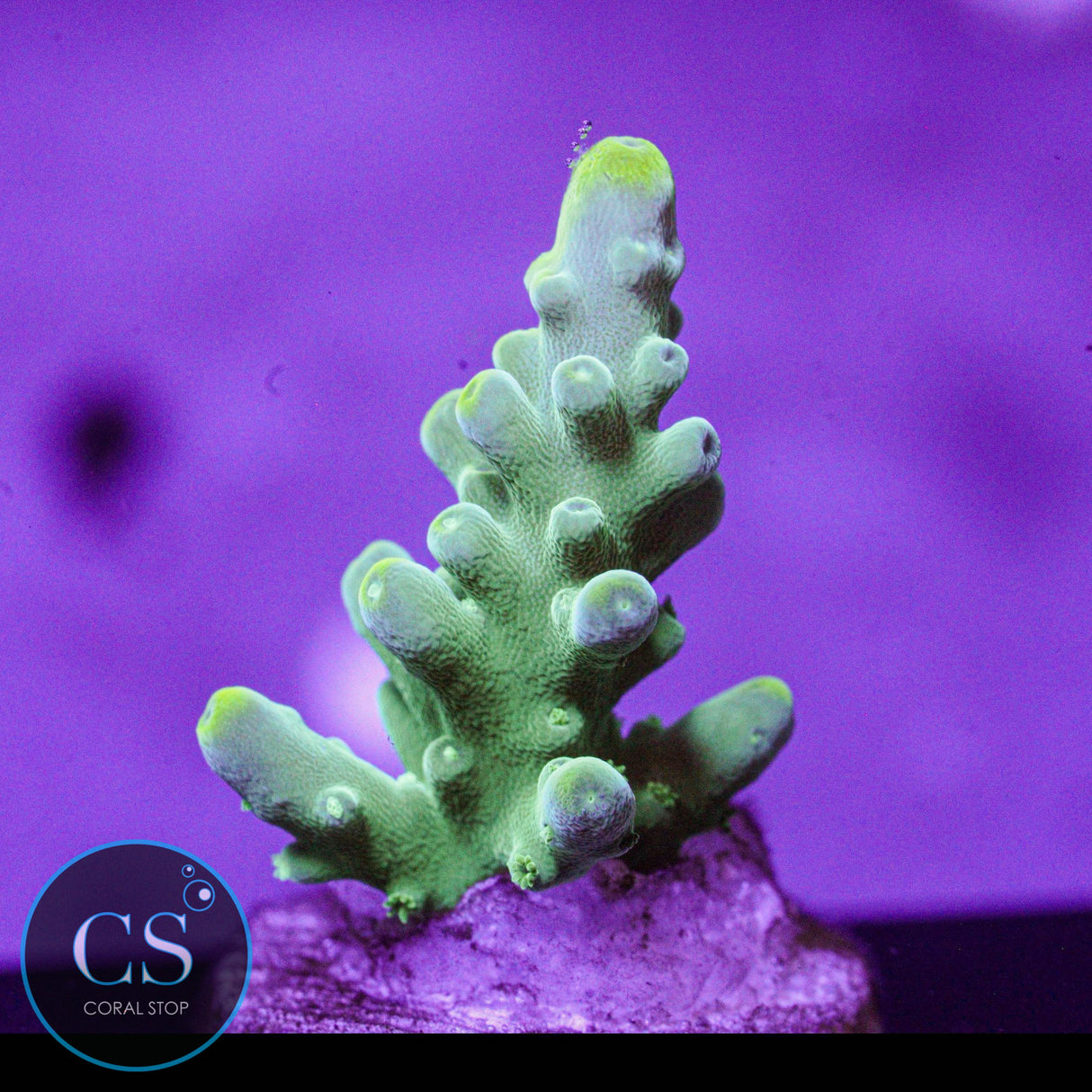 JF Eternal Flame Acro