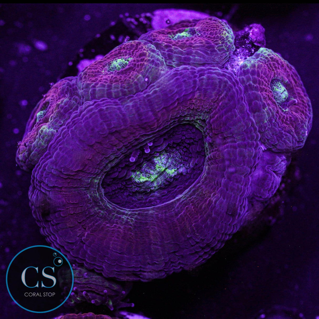 Color Up Asian Acan