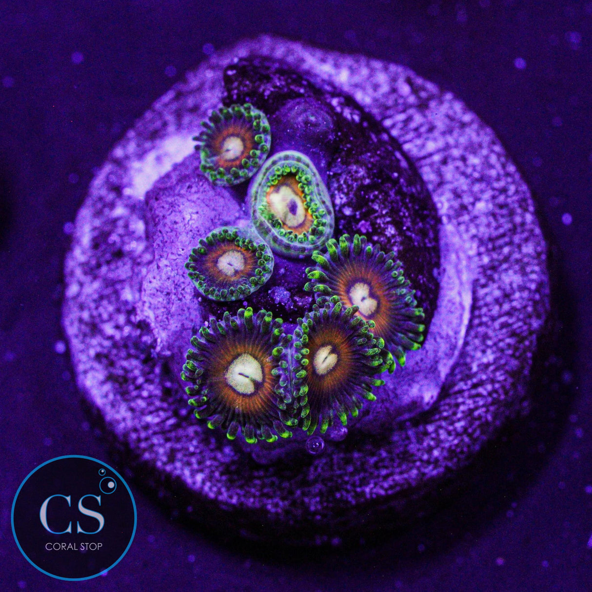 Fizzy Lizzy Zoa