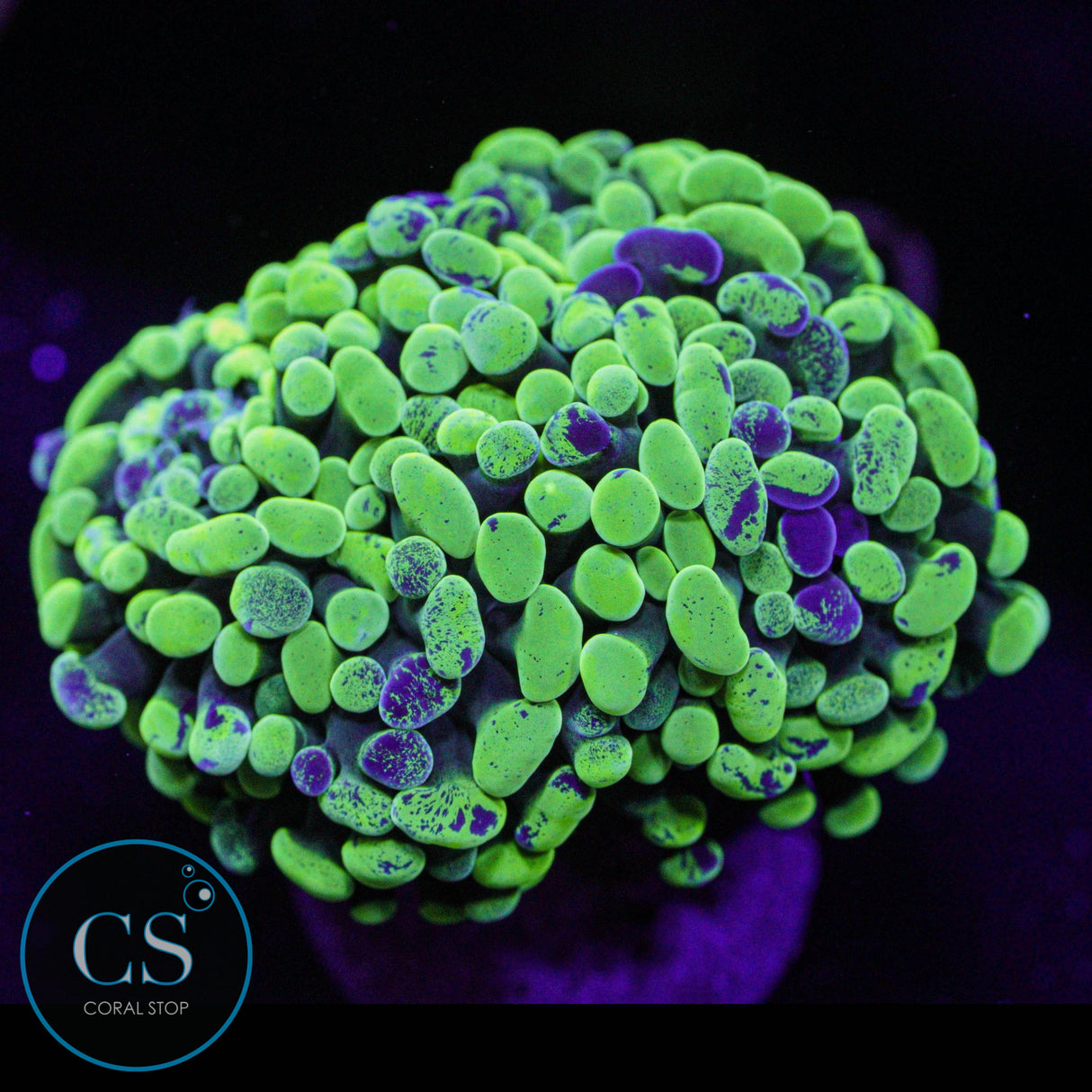 Splitting Green Splatter Hammer