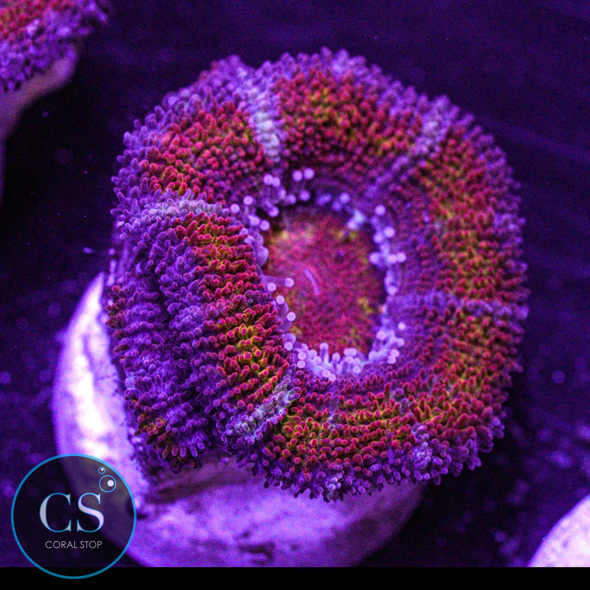 CS Mickey D Acan
