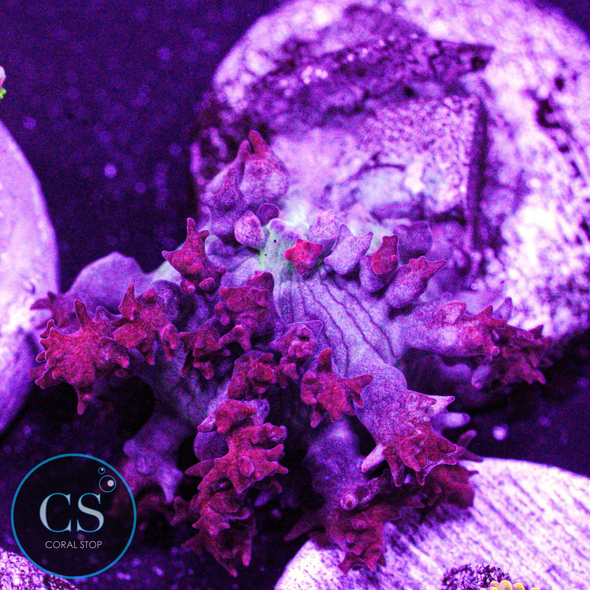 Red St Thomas Mushroom