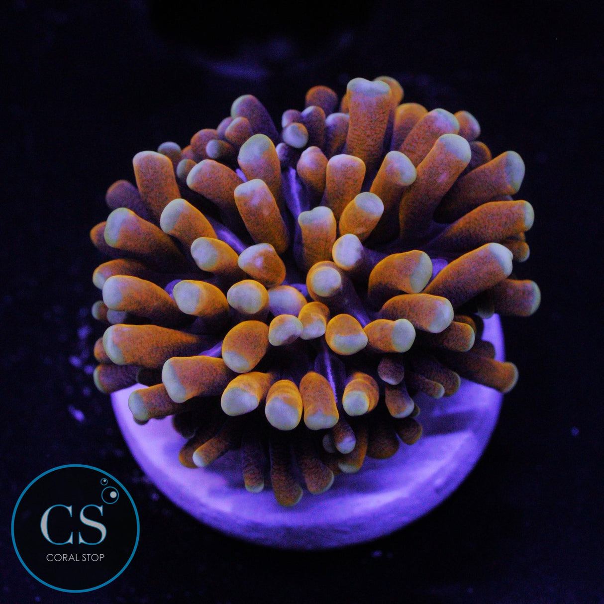 BANANA CRISTATA TORCH
