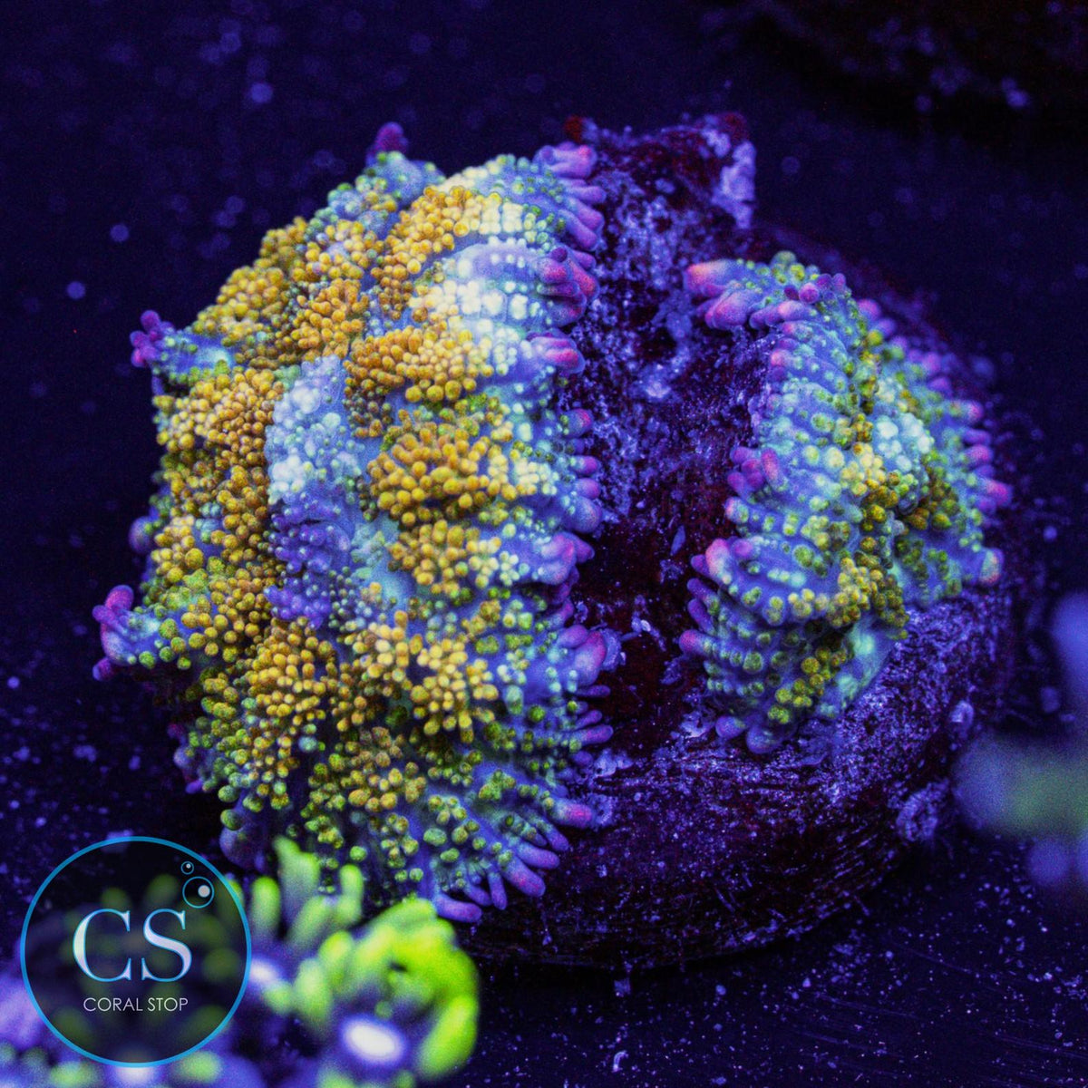 Gonzo Gold Dragon Bounce Mushroom