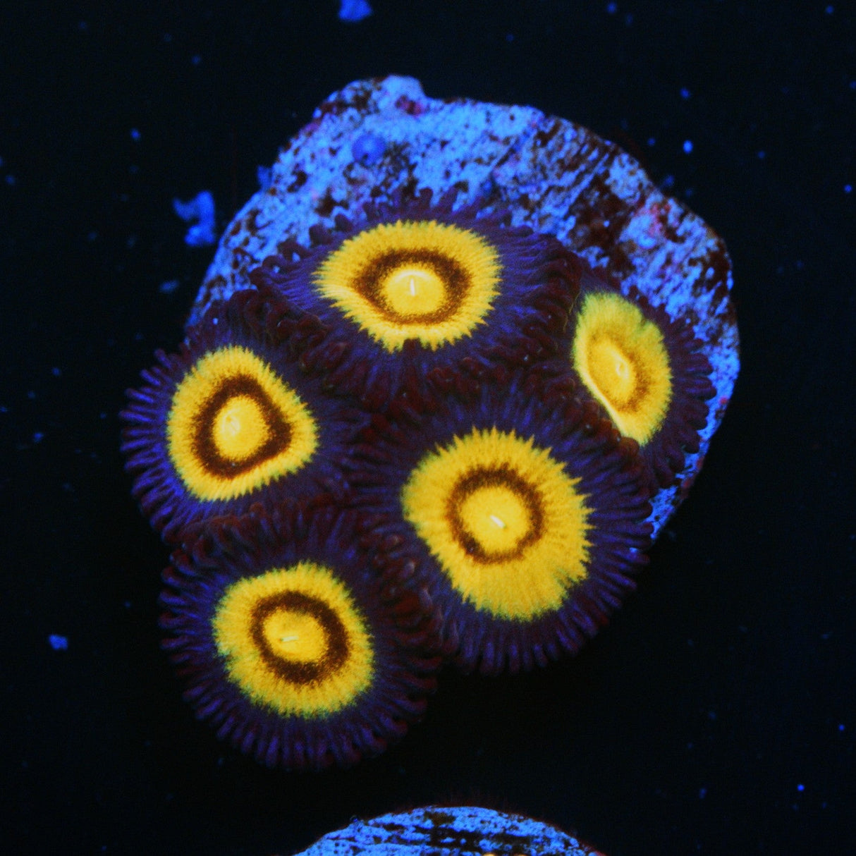 OG WOLVERINE ZOA