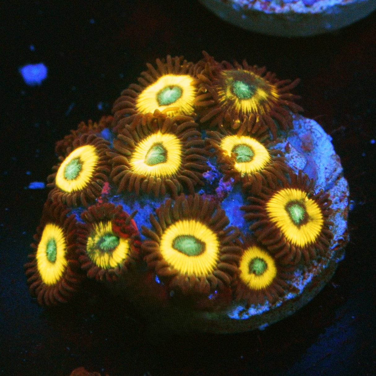 BELLADONNA ZOA